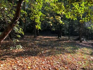 thumbnail: 151108905.jpg