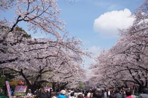thumbnail: General view