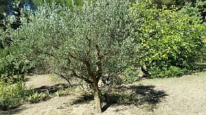 thumbnail: Garden