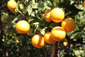 thumbnail: Garden