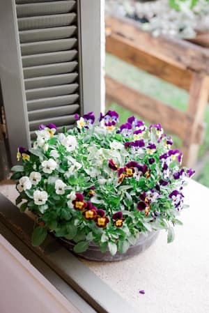 thumbnail: Garden view