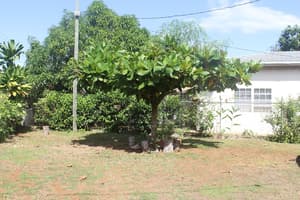 thumbnail: Garden