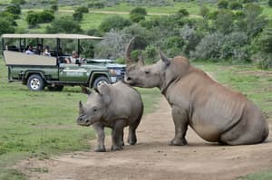 thumbnail: Game drive