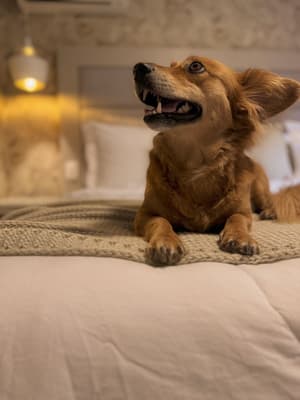thumbnail: Pet-friendly amenities