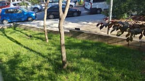 thumbnail: Property grounds