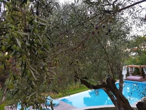 thumbnail: Outdoor pool
