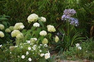 thumbnail: Garden