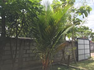 thumbnail: Garden