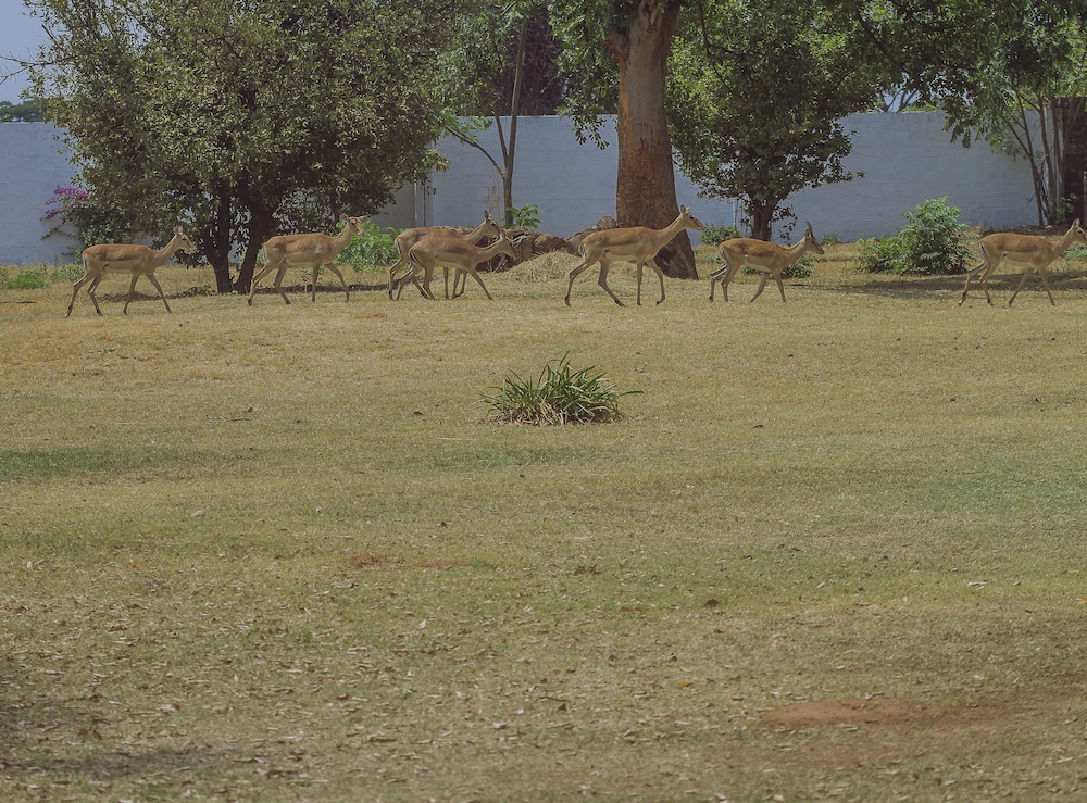 Property grounds