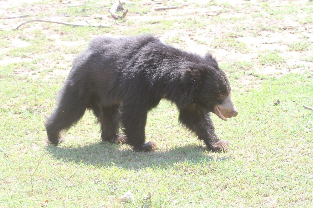 Game viewing