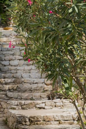 thumbnail: Garden