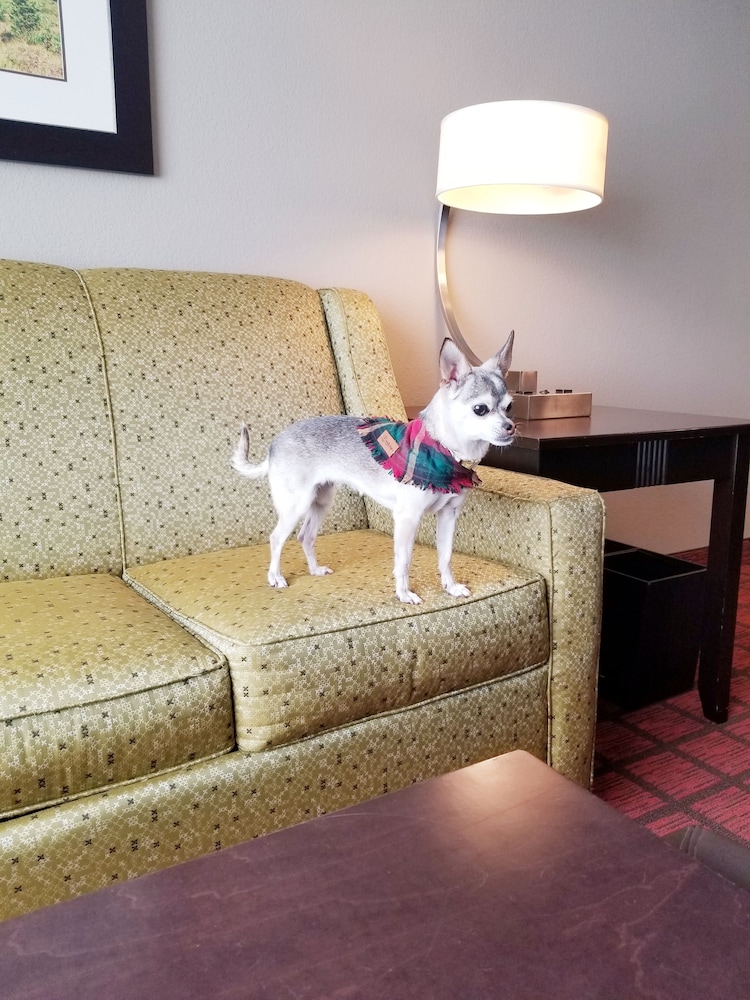 Pet-friendly