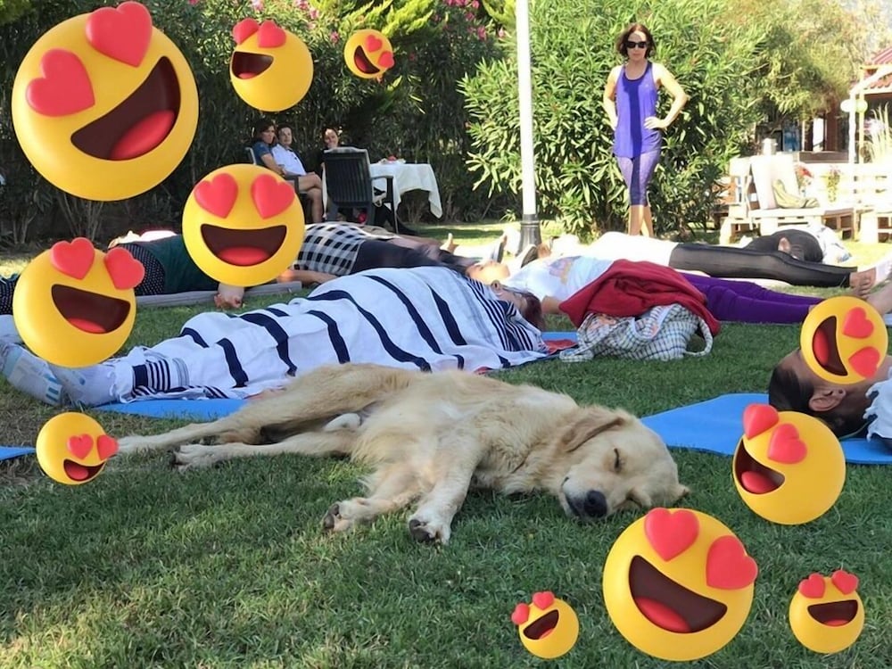 Pet-friendly