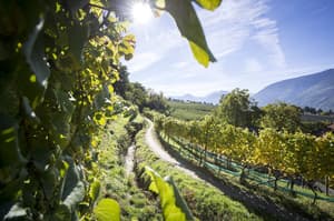 thumbnail: Vineyard