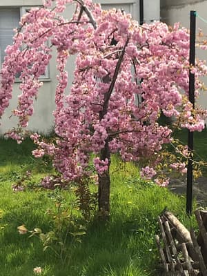 thumbnail: Garden