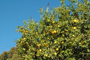 thumbnail: Garden