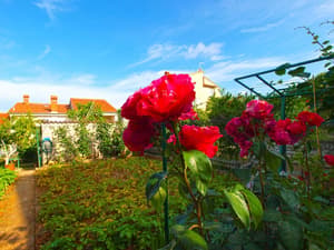 thumbnail: Garden