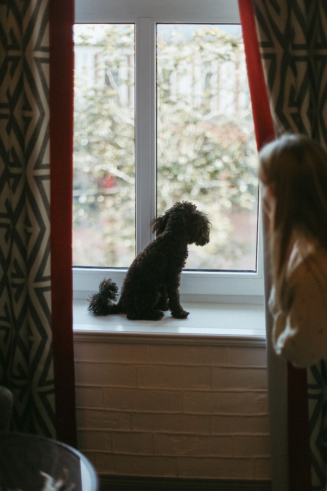 Pet-friendly