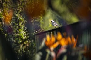 thumbnail: Garden