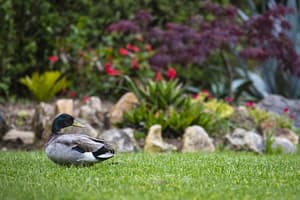 thumbnail: Garden