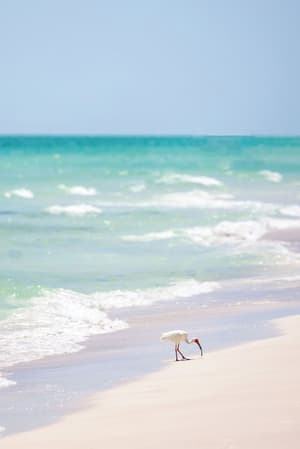 thumbnail: Beach