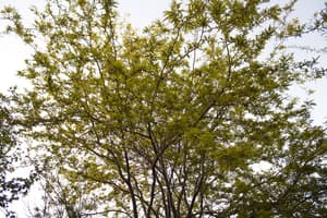 thumbnail: Garden