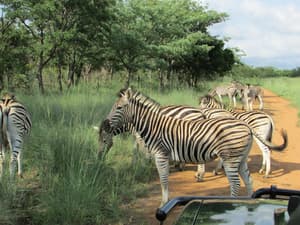 thumbnail: Game viewing