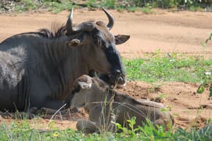 thumbnail: Game viewing