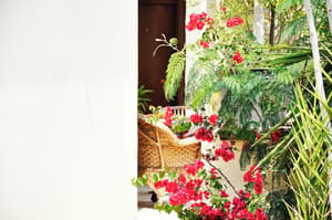 thumbnail: Terrace/patio