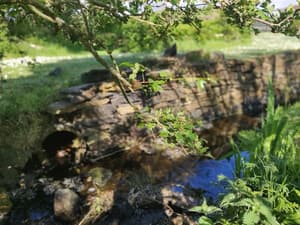 thumbnail: Garden
