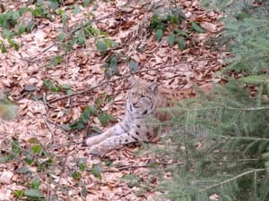 thumbnail: Game viewing