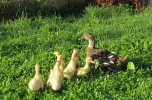 thumbnail: Children's activities