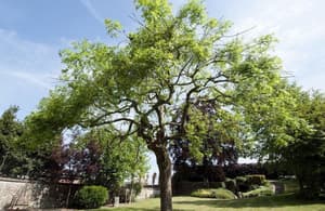 thumbnail: Garden