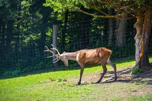 thumbnail: Game viewing