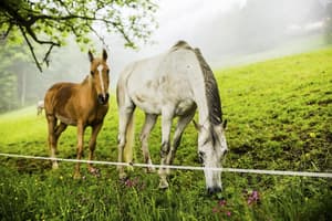 thumbnail: Horseback riding