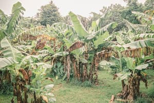 thumbnail: Garden