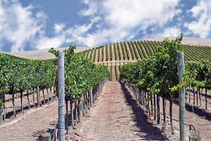 thumbnail: Winery