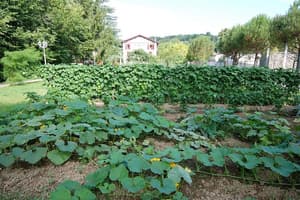 thumbnail: Garden
