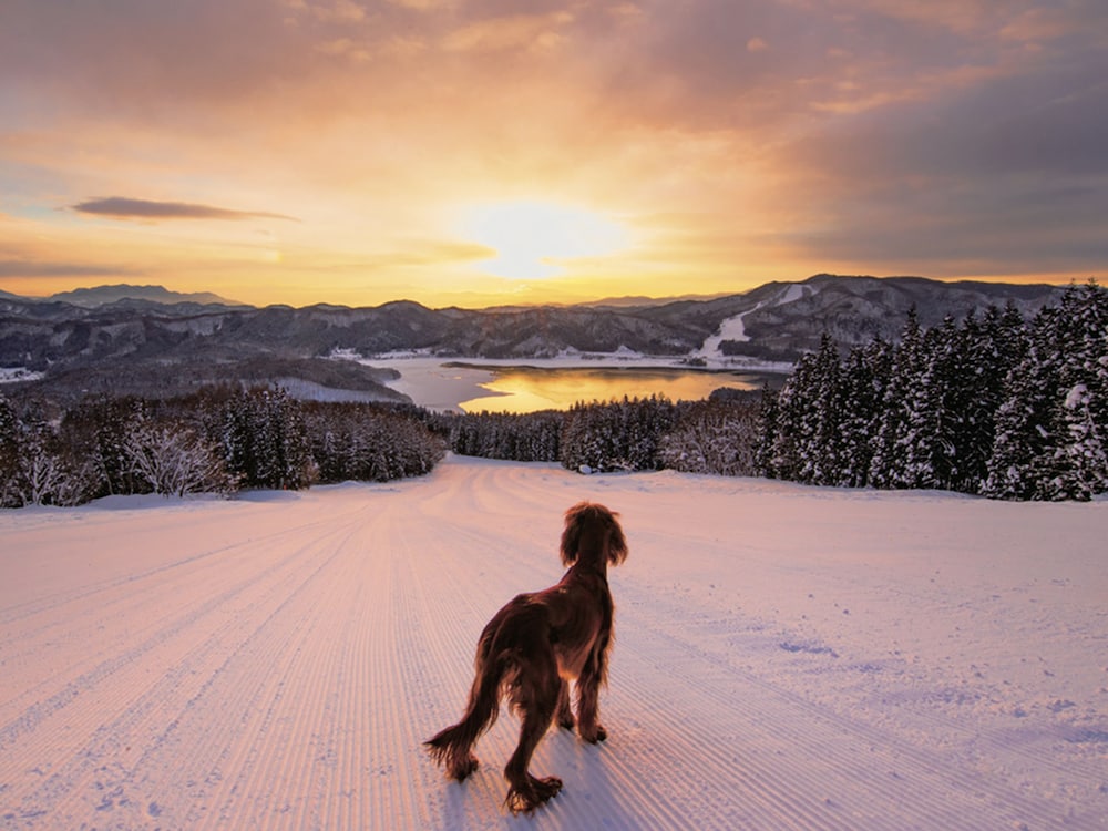 Skiing