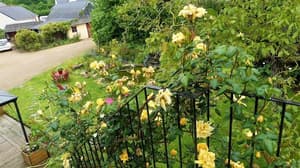 thumbnail: Garden view