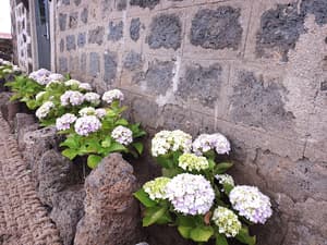 thumbnail: Garden