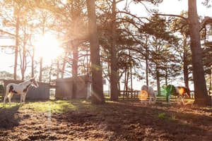 thumbnail: Property grounds