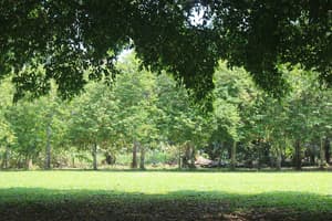 thumbnail: Property grounds