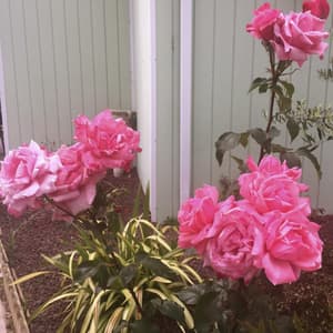 thumbnail: Garden