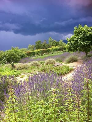 thumbnail: Vineyard