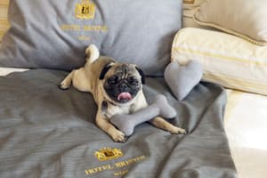 thumbnail: Pet-friendly