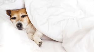 thumbnail: Pet-friendly