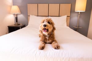 thumbnail: Pet-friendly amenities