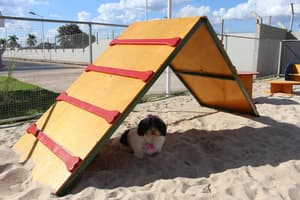 thumbnail: Pet-friendly amenities