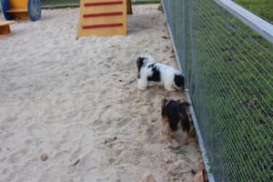 thumbnail: Pet-friendly amenities